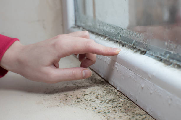 Environmental Consulting for Mold Prevention in Cave City, KY